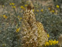 Orobanche densiflora 9, Saxifraga-Willem van Kruijsbergen